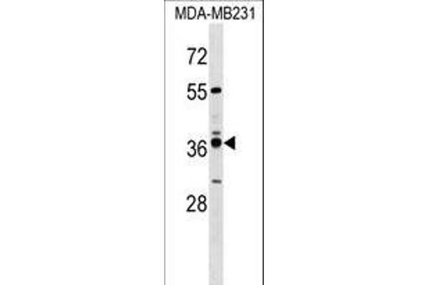 VN1R4 Antikörper  (AA 193-219)