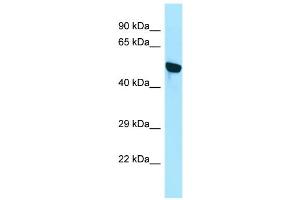 WB Suggested Anti-WDR18 Antibody Titration: 1. (WDR18 antibody  (N-Term))