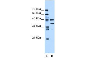 WB Suggested Anti-EEF1G Antibody Titration:  0.