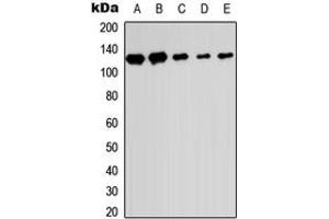 Western blot analysis of SENP6 expression in HEK293T (A), Raw264. (SENP6 antibody  (C-Term))