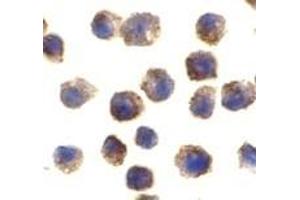 Immunohistochemistry (IHC) image for anti-Toll-Like Receptor 11 (Tlr11) (C-Term) antibody (ABIN1030741) (TLR11 antibody  (C-Term))