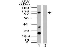 Western blot analysis of human IPO8 in HeLa cell lysate in the 1) absence and 2) presence of immunizing peptide. (Importin 8 antibody  (AA 850-900))