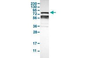 Western Blot analysis of human cell line RT-4 with RIPK1 polyclonal antibody .