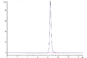 The purity of Mouse SERPINF2 is greater than 95 % as determined by SEC-HPLC. (alpha 2 Antiplasmin Protein (AA 28-491) (His tag))