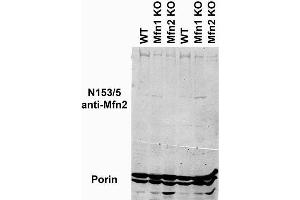 Immunoblot versus crude cardiac mitochondrial preps from WT, Mfn1 KO or Mfn2 KO mice and probed with N153/5 TC supe (top) and Porin antibody (bottom).