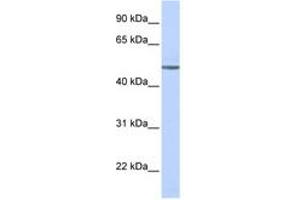 Image no. 1 for anti-Adrenergic, beta-1-, Receptor (ADRB1) (AA 180-229) antibody (ABIN6742699)