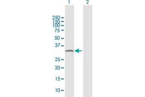 Western Blot analysis of PYCR2 expression in transfected 293T cell line by PYCR2 MaxPab polyclonal antibody. (PYCR2 antibody  (AA 1-320))