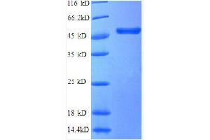 SDS-PAGE (SDS) image for Tumor Necrosis Factor (Ligand) Superfamily, Member 14 (TNFSF14) (AA 1-239), (partial) protein (GST tag) (ABIN1047820)