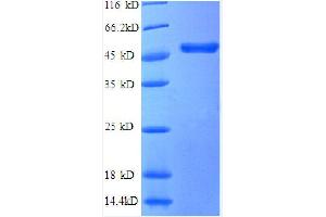 Tumor Necrosis Factor (Ligand) Superfamily, Member 14 (TNFSF14) (AA 1-239), (partial) protein (GST tag) (TNFSF14 Protein (AA 1-239, partial) (GST tag))