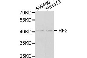 Western blot analysis of extracts of various cell lines, using IRF2 antibody. (IRF2 antibody)