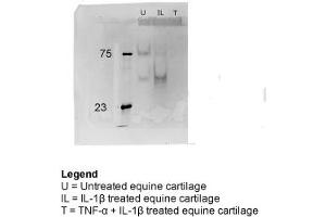 equine cartilage explants (Clusterin antibody  (C-Term))