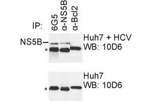 IP was carried out with NS5B specific mAb 6G5 using the lysates of Huh7 cells harboring selectable subgenomic HCV RNA replicon (upper panel) or plain Huh7 cells (lower panel). (HCV 1b NS5B antibody  (AA 77-86))
