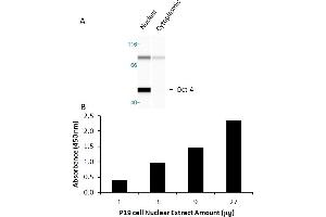 Transcription factor activity assay of Oct4 from nuclear extracts of P19 cells. (OCT4 ELISA Kit)