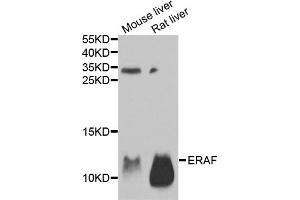 Western blot analysis of extracts of various cell lines, using AHSP antibody.
