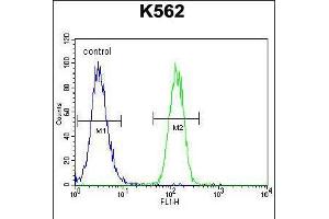 Flow cytometric analysis of K562 cells (right histogram) compared to a negative control cell (left histogram). (FOXI3 antibody  (AA 157-186))