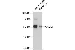Western blot analysis of extracts of various cell lines, using OXCT2 Rabbit pAb (ABIN7265333) at 1:1000 dilution. (OXCT2 antibody  (AA 430-510))
