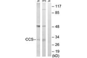 Western blot analysis of extracts from NIH-3T3/Jurkat cells, using CCS Antibody. (Superoxide dismutase copper chaperone antibody  (AA 225-274))