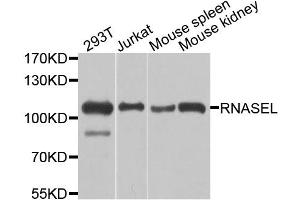 Western blot analysis of extracts of various cell lines, using RNASEL antibody. (RNASEL antibody)