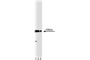 Western blot analysis of Crk on a HeLa lysate. (Crk antibody  (AA 102-304))