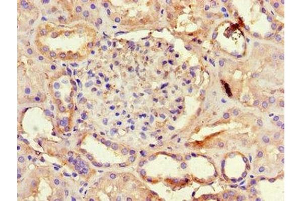 AQP3 antibody  (AA 210-244)
