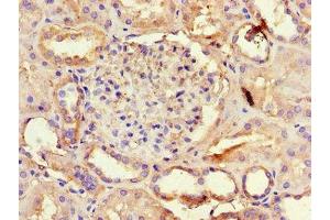 Immunohistochemistry of paraffin-embedded human kidney tissue using ABIN7144511 at dilution of 1:100 (AQP3 antibody  (AA 210-244))