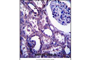 E Antibody (C-term) (ABIN657504 and ABIN2846529) immunohistochemistry analysis in formalin fixed and paraffin embedded human kidney tissue followed by peroxidase conjugation of the secondary antibody and DAB staining. (EMP2 antibody  (C-Term))