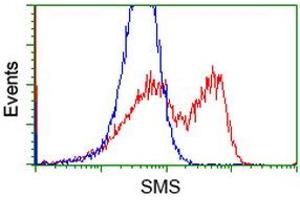 Image no. 5 for anti-Spermine Synthase, SMS (SMS) antibody (ABIN1501092) (SMS antibody)