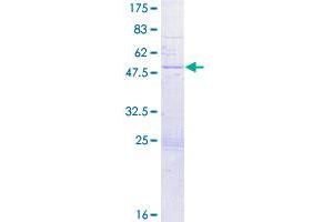 IGLL1 Protein (AA 1-213) (GST tag)