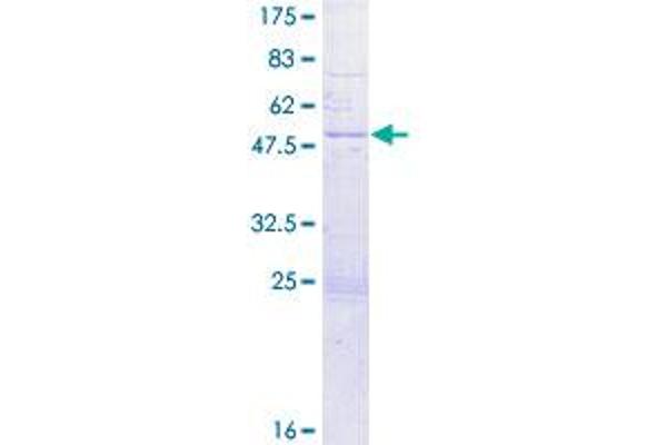 IGLL1 Protein (AA 1-213) (GST tag)