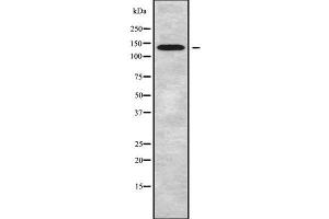 Western blot analysis of ATP2B2 using COLO205 whole cell lysates