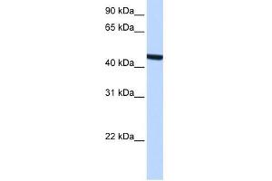 ZCCHC3 antibody used at 0. (ZCCHC3 antibody  (Middle Region))