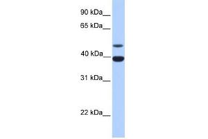 Inhibin Alpha antibody used at 1 ug/ml to detect target protein.