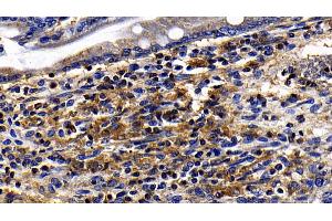 TLR5 antibody  (AA 325-644)