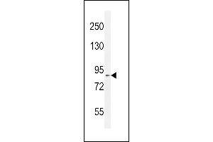 DDX11 Antibody (Center) (ABIN654411 and ABIN2844149) western blot analysis in mouse Neuro-2a cell line lysates (35 μg/lane).