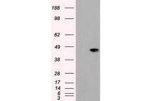 Image no. 3 for anti-Mitogen-Activated Protein Kinase 8 (MAPK8) (AA 1-384) antibody (ABIN1490767) (JNK antibody  (AA 1-384))