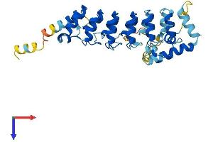 Ankyrin Repeat and SOCS Box-Containing 12 (ASB12) (AA 1-309) protein (His tag)
