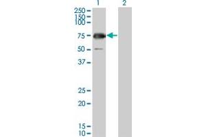 Western Blot analysis of GYG2 expression in transfected 293T cell line by GYG2 monoclonal antibody (M04), clone 3D10. (Glycogenin 2 antibody  (AA 392-501))