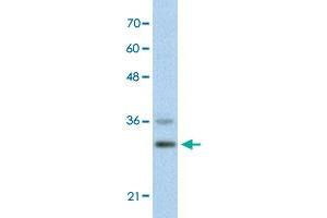 Western Blot analysis of HepG2 cell lysate with FOXQ1 polyclonal antibody  at 0. (FOXQ1 antibody  (N-Term))