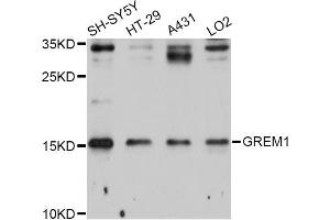 Western blot analysis of extracts of various cell lines, using GREM1 Antibody (ABIN5997838) at 1/1000 dilution. (GREM1 antibody)