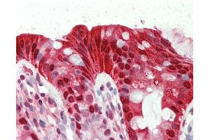 Anti-CA1 / Carbonic Anhydrase I antibody IHC staining of human colon. (CA1 antibody  (N-Term))