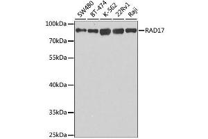 Western blot analysis of extracts of various cell lines, using RAD17 antibody. (RAD17 antibody  (AA 391-670))