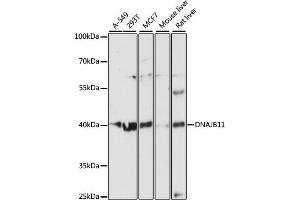 Western blot analysis of extracts of various cell lines, using DN antibody (ABIN6127810, ABIN6139703, ABIN6139704 and ABIN6216724) at 1:3000 dilution. (DNAJB11 antibody  (AA 89-358))