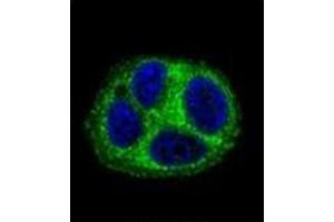 Confocal immunofluorescent analysis of QTRTD1 Antibody (C-term) Cat. (QTRTD1 antibody  (C-Term))