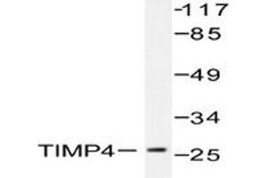 Image no. 1 for anti-TIMP Metallopeptidase Inhibitor 4 (TIMP4) antibody (ABIN271963) (TIMP4 antibody)