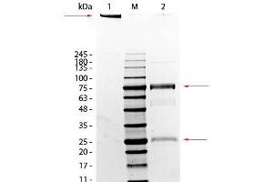 SDS-Page of Rat IgM Whole Molecule.