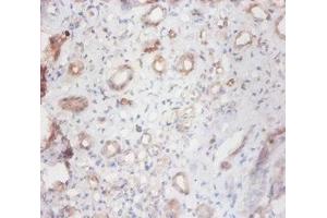 Immunohistochemistry of paraffin-embedded human kidney tissue using ABIN7147023 at dilution of 1:100 (Cathepsin S antibody  (AA 115-331))