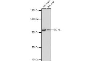 Western blot analysis of extracts of various cell lines, using BM Rabbit mAb (ABIN1682539, ABIN3019161, ABIN3019162 and ABIN7101726) at 1:1000 dilution. (ARNTL antibody)