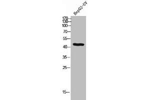 Western Blot analysis of HEPG2-UV cells using BMP-2 Polyclonal Antibody (BMP2 antibody  (C-Term))