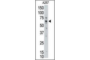 Western blot analysis of anti-MLLT1 Pab (ABIN390126 and ABIN2840632) in  cell line lysate (35 μg/lane). (MLLT1 antibody  (C-Term))