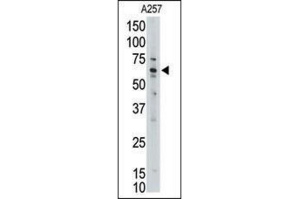 MLLT1 antibody  (C-Term)